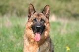 BERGER ALLEMAND 1379